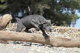 CANE CORSO 474